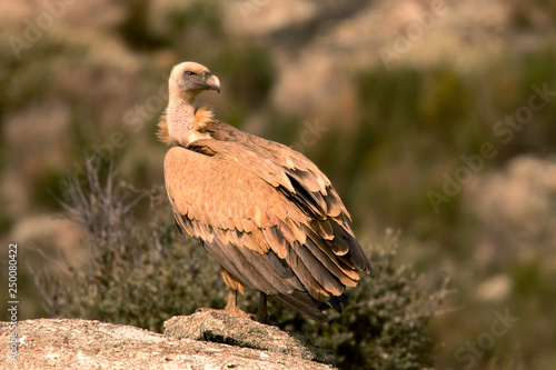 Adult vulture on a big stone