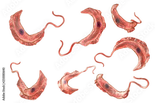 Fotografie Trypanosoma brucei parasites, 3D illustration