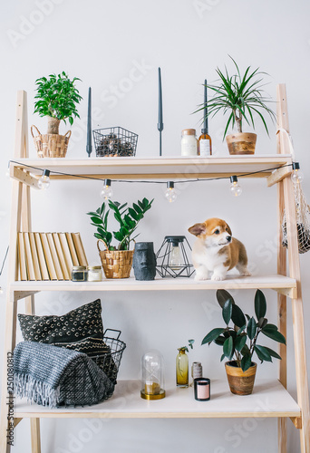 Puppy of Welsh Corgi Pembroke playing on bookshelf and looking amoung.