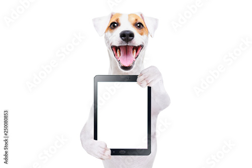 Portrait of a cheerful dog Jack Russell Terrier with tablet isolated on white background