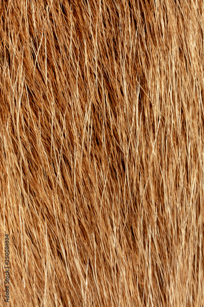 Fototapeta premium Reindeer fur background texture. Natural material pattern.