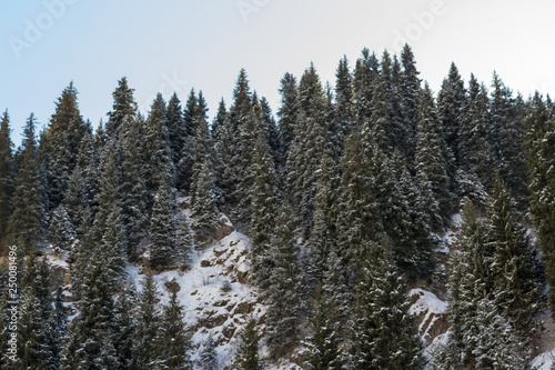 beautiful mountain landscape of Zailiyskiy Alatau in winter with Christmas trees after snow