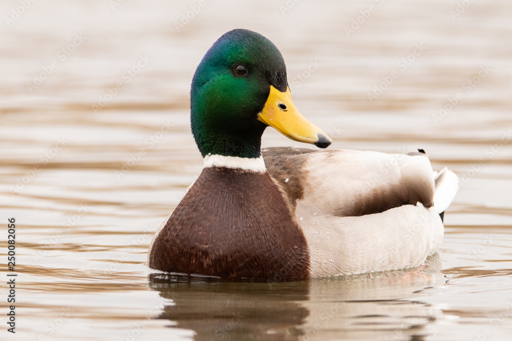 Obraz premium Male wild duck with a green head floating on the water. Mallard looks at the camera. Nice portrait.