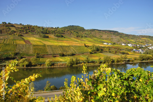 Wallpaper Mural bunte Weinberge an der Mittelmosel Torontodigital.ca