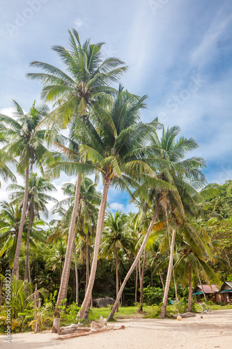 Tropical coconut palm trees and yellow sand on Koh Phangan, Thailand