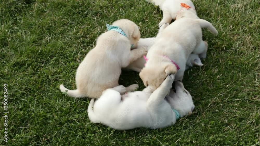 Bunch of cute labrador puppy dog play in the grass - wrestling, resting and enjoying summer Bunch of cute labrador puppy dog play in the grass - wrestling, resting and enjoying summer