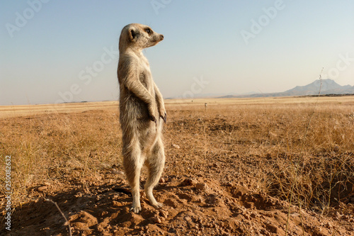 suricate guard standing upright at burrow photo