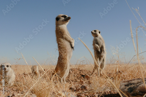 suricate guards standing upright 