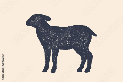 Lamb, sheep. Concept design of farm animals photo