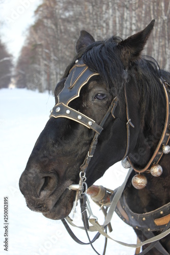 the head of a horse in harness against the winter Park