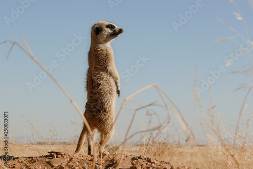 suricate upright on outlook, watchful 