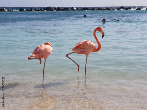 Flamingos having a bath in the Caribbean sea 