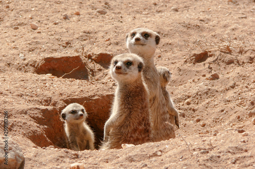 suricates with baby looking out of burrow 