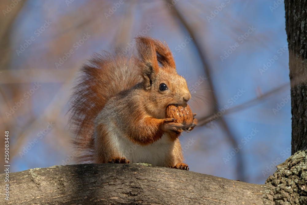 Obraz premium I'll burst but gobble!