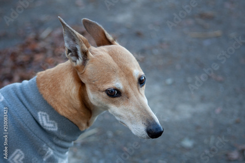 portrait of a lurcher dog photo