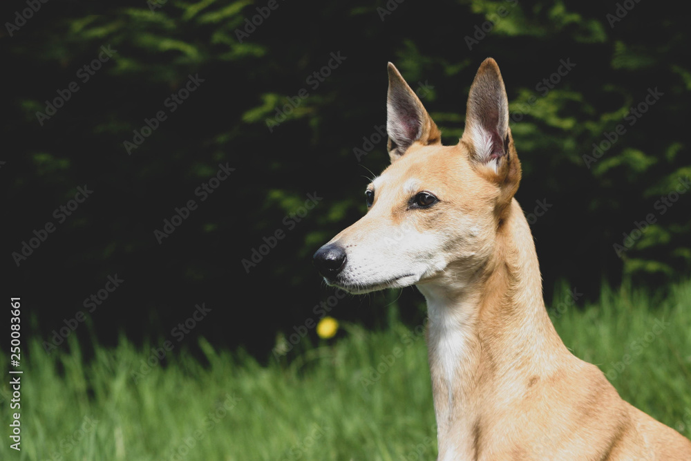 portrait of a lurcher dog