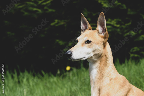 portrait of a lurcher dog