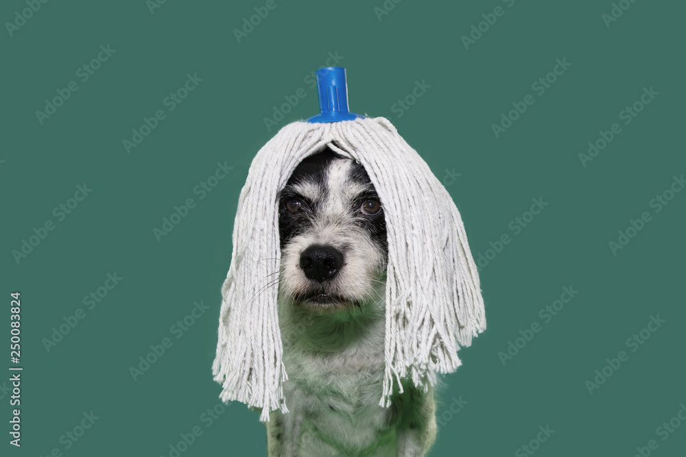 FUNNY DOG DRESSED WITH A MOP WIG FOR CARNIVAL, NEW YEAR OR HALLOWEEN PARTY.  ISOLATED SHOT ON GREEN COLORED BACKGROUND. Stock Photo | Adobe Stock