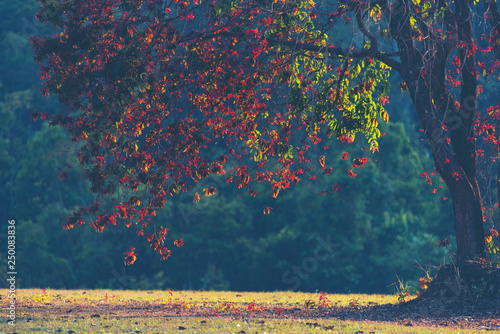 Trees in the autumn season,...