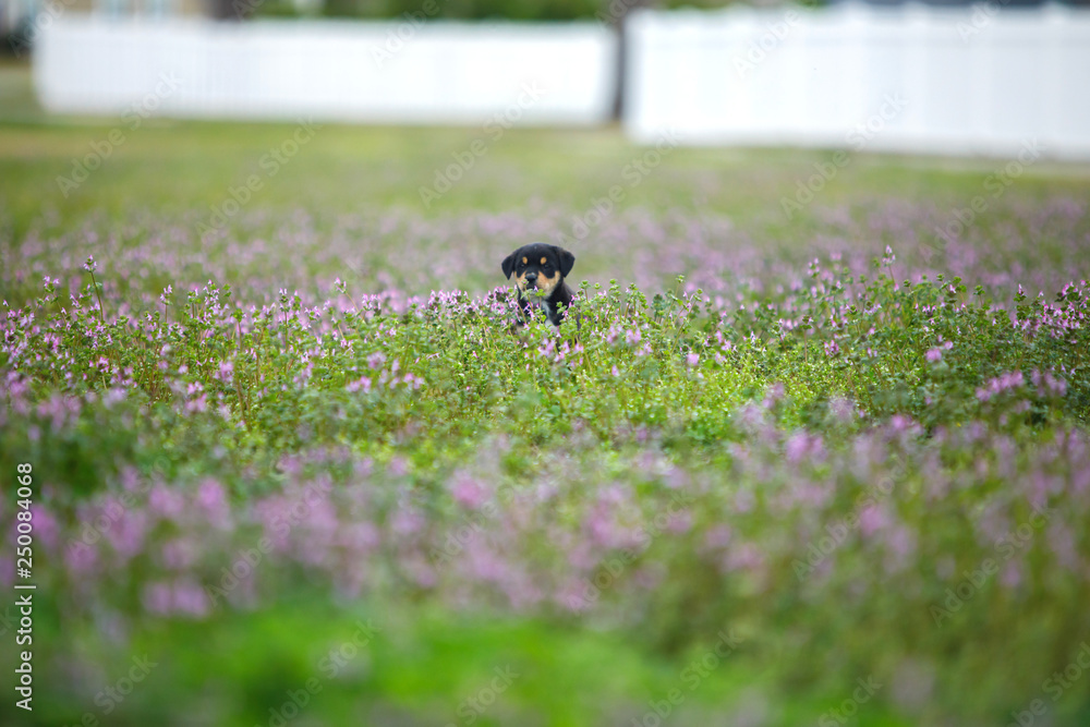 New Border Collie Lab Puppy outside in a field of Purple Flowers New Border Collie Lab Puppy outside in a field of Purple Flowers
