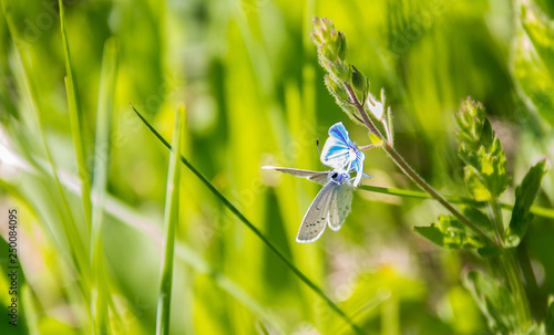 Little butterfly in grass
