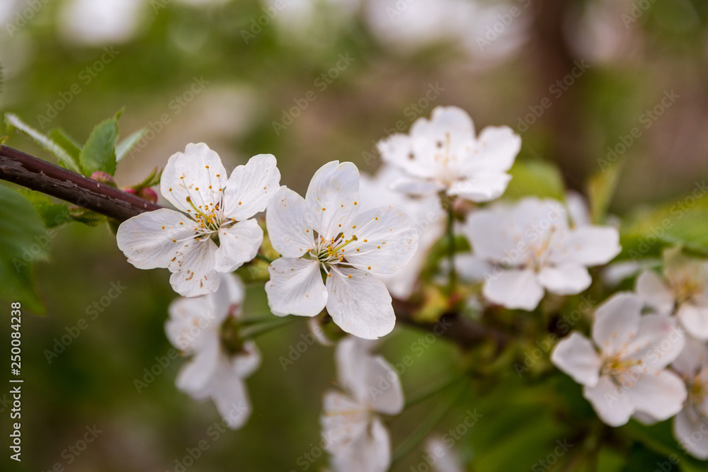 Obraz premium Spring flowers. Tree in bloom.