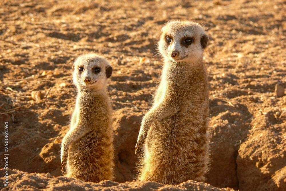 Fototapeta premium suricate with baby looking out of burrow 