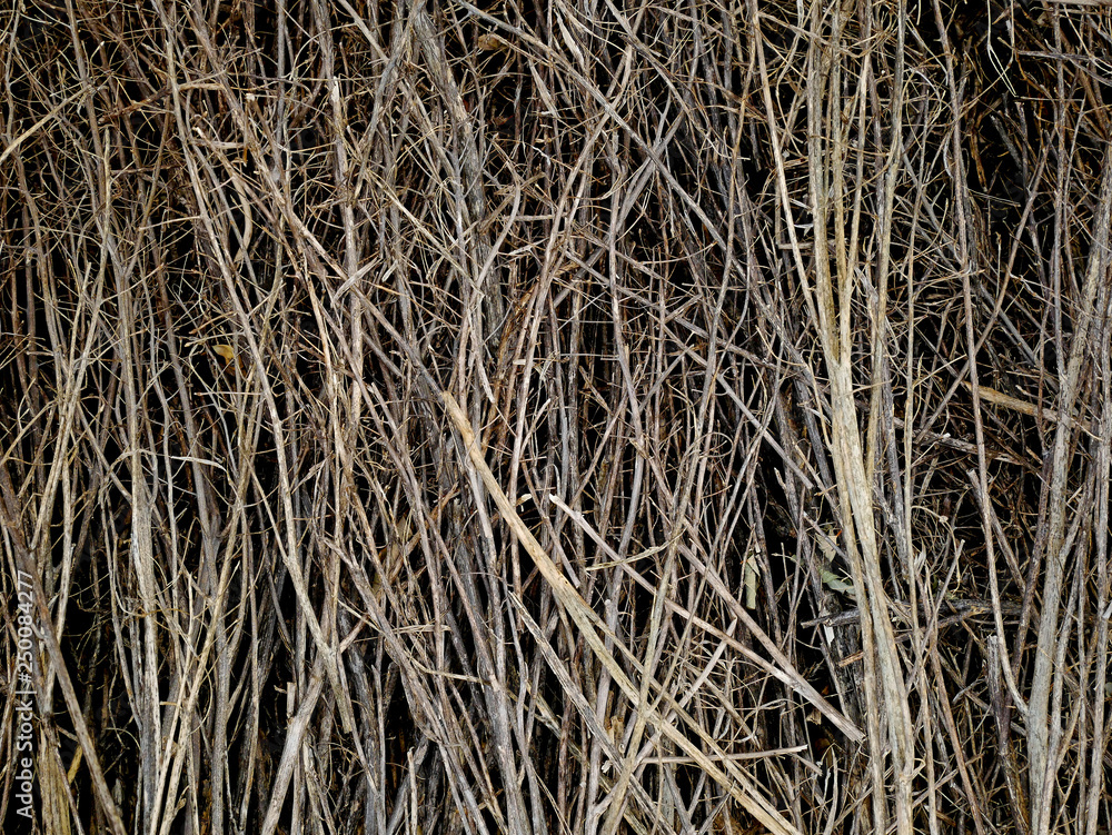 Texture di rametti e arbusti lignei. Texture di rametti e arbusti lignei.
