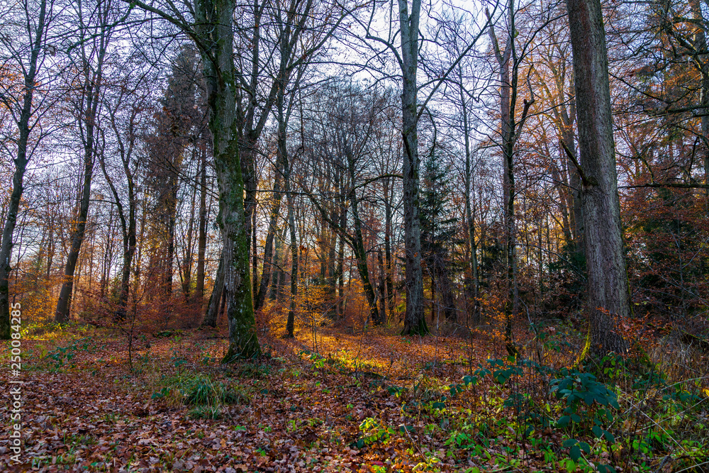 Magical sunset mood in thicket of autumn forest Magical sunset mood in thicket of autumn forest