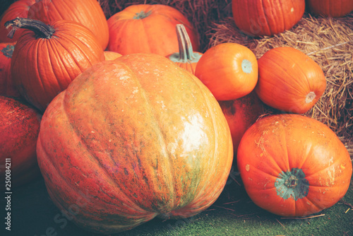 Giant Pumpkin Cultivated fr...