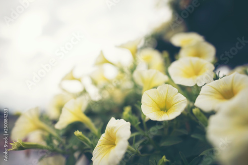 flower in the garden, tropi...