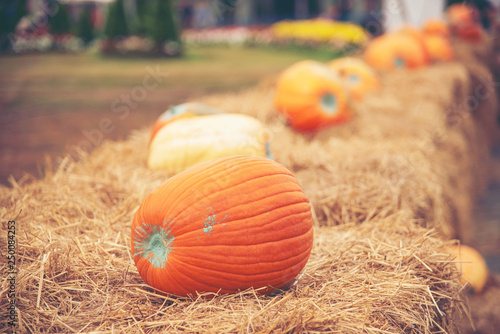Giant Pumpkin Cultivated fr...