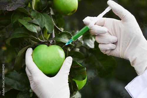 Scientists make injection into fresh green apple on tree.