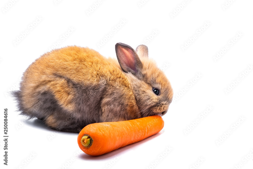 Obraz premium Rabbit eating carrots on a white background