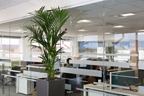office, office space, office plants 