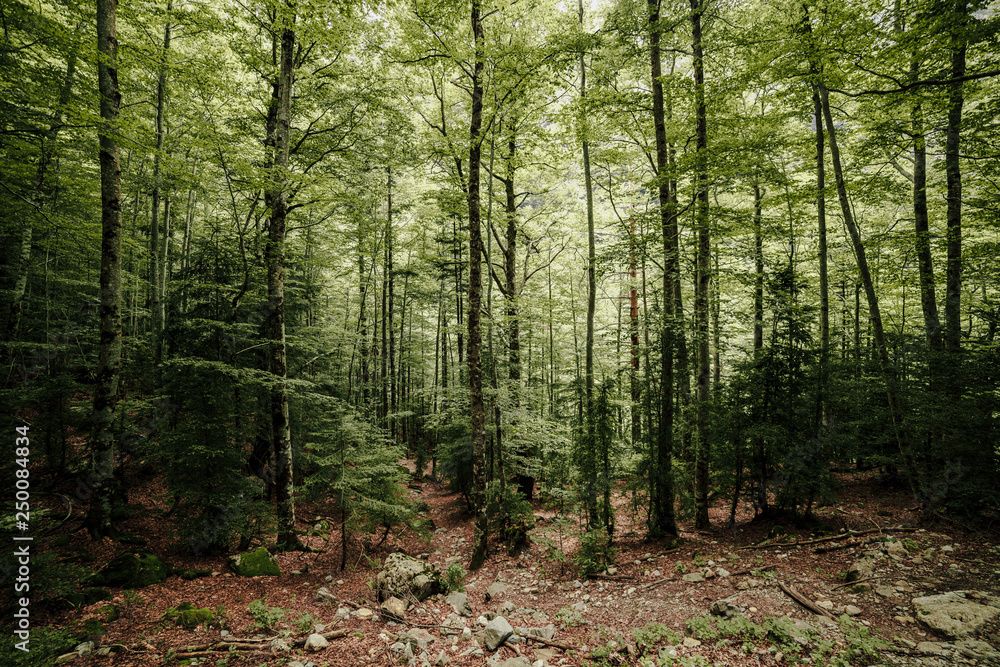 Fototapeta premium Lost forest in the north of spain a lot of pines with moss