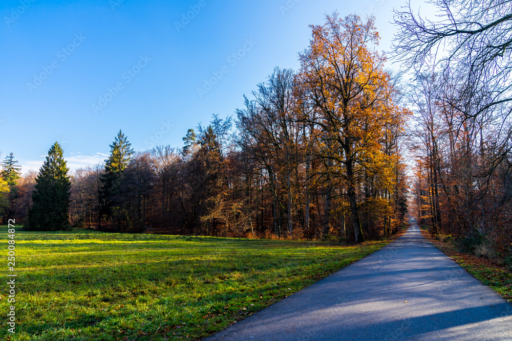 Road alongside orange autumn style trees in magic forest