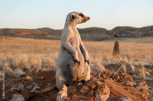 pregnant suricate watching at burrow 