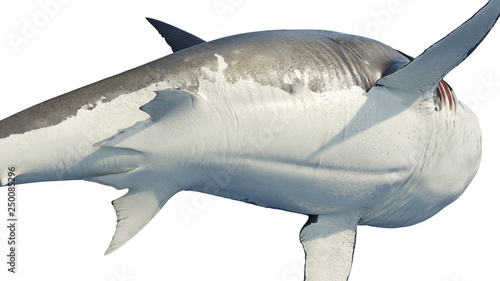 White shark marine predator big belly, bottom view. 3D rendering