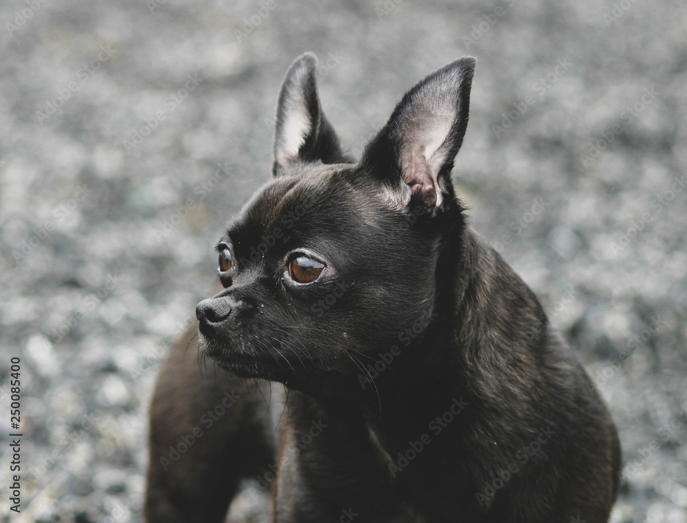 chihuahua portrait chihuahua portrait