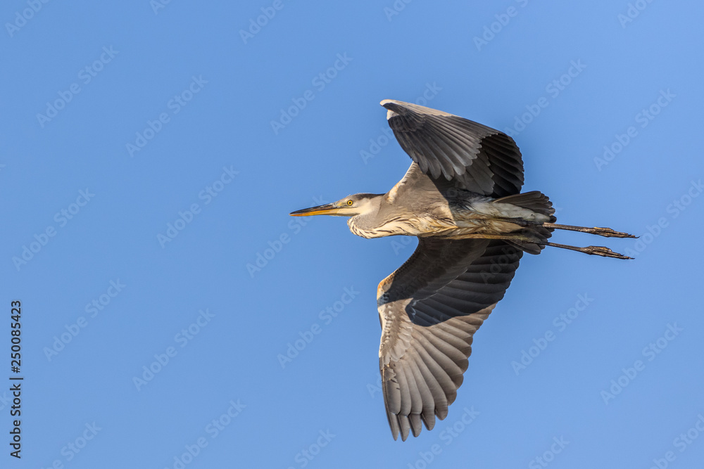 Obraz premium grey heron in flight