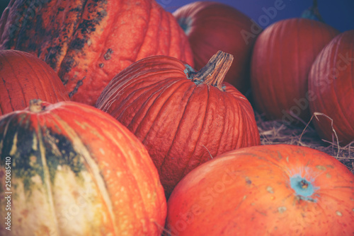 Giant pumpkin in vegetable ...