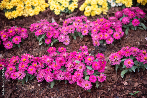 flower in the garden, tropi...