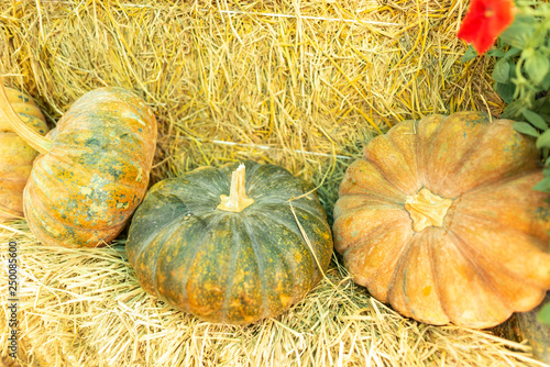 Planting fantasy pumpkin in...