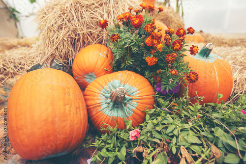 A giant pumpkin sits on the...