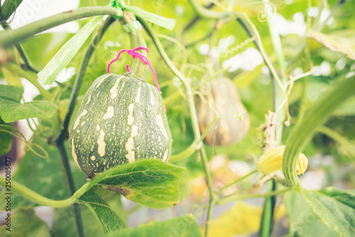 Fancy pumpkin in farm