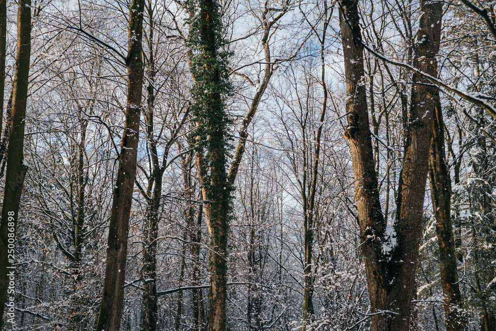 Bare Trees In Winter During Sunset Bare Trees In Winter During Sunset