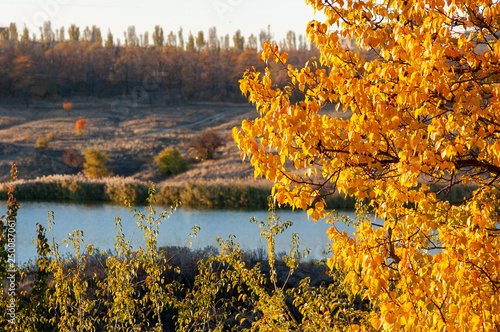 Golden autumn, the beauty of nature, yellow leaves on the tree apricots, on the background of the river 