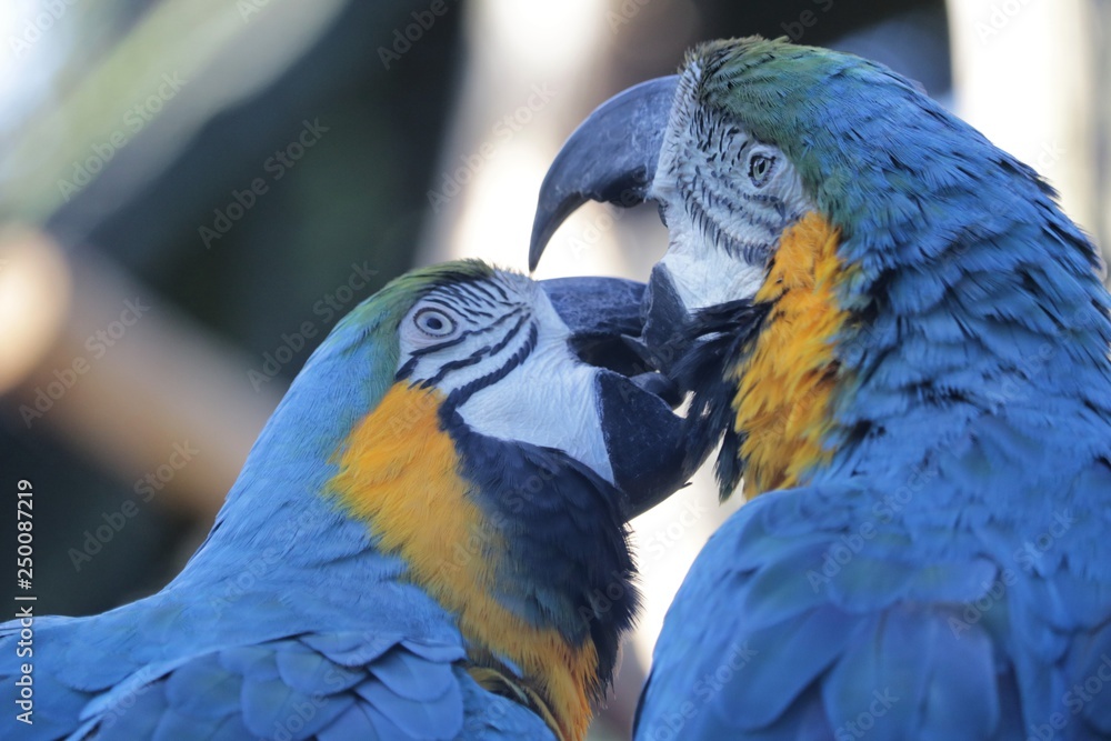 Obraz premium Perroquet