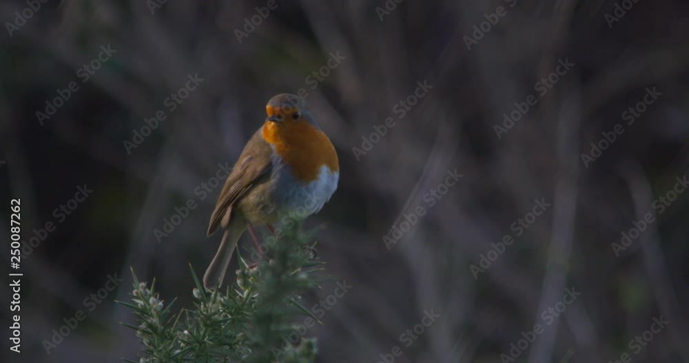 Robin red breast bird perched on thorn branch flying away slow motion Robin red breast bird perched on thorn branch flying away slow motion